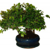 Izbová bonsai - Sagerethia thea 649 Izbová bonsai - Sagerethia thea 649
