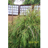 Zelená palmová cypress. (Zelená palmová cypress.) Zelená palmová cypress. (Zelená palmová cypress.)