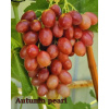 Vinič Autumn Pearl bezsemenný Vinič Autumn Pearl bezsemenný