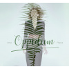 FILIPOVA LENKA - OPPIDUM (1CD) FILIPOVA LENKA - OPPIDUM (1CD)