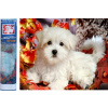 Norimpex Diamantové maľovanie Biele šteniatko 40x30cm Norimpex Diamantové maľovanie Biele šteniatko 40x30cm