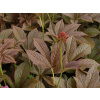 Rodgersia Bronze Paecock (kontajner C2) Rodgersia Bronze Paecock (kontajner C2)