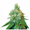 Sensi Seeds Jack Herer neobsahuje THC 3 ks Sensi Seeds Jack Herer neobsahuje THC 3 ks