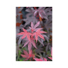 Javor dlanitolistý červený Acer palmatum 'Pixie' výška 40-60 cm kvetináč 4 l Javor dlanitolistý červený Acer palmatum 'Pixie' výška 40-60 cm kvetináč 4 l