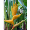 HELIKONIA CHAMPNEIANA MAYA GOLD (HELICONIA CHAMPNEIANA) 2 SEMENÁ HELIKONIA CHAMPNEIANA MAYA GOLD (HELICONIA CHAMPNEIANA) 2 SEMENÁ