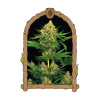 Exotic Seed - Tangerine Kush 10 ks - semená neobsahujú THC Exotic Seed - Tangerine Kush 10 ks - semená neobsahujú THC