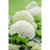 HYDRANGEA ARBORESCENS INCREDIBALL® 'ABETWO' BÍLÁ AŽ PISTÁCIOVÁ,(strong annabelle) HYDRANGEA ARBORESCENS INCREDIBALL® 'ABETWO' BÍLÁ AŽ PISTÁCIOVÁ,(strong annabelle)
