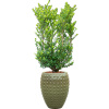 Private Label Ilex crenata 'Dark Green' in Laos R26cm V158cm Private Label Ilex crenata 'Dark Green' in Laos R26cm V158cm