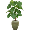 Private Label Alocasia in Laos V172cm R44.0 Private Label Alocasia in Laos V172cm R44.0