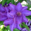 Clematis Plamienok veľkokvetý Prezident (Clematis Plamienok veľkokvetý Prezident) Clematis Plamienok veľkokvetý Prezident (Clematis Plamienok veľkokvetý Prezident)