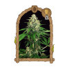 Exotic Seed - Mango Cream 3 ks - Semená neobsahujú THC Exotic Seed - Mango Cream 3 ks - Semená neobsahujú THC