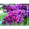 Orgován obyčajný - Syringa vulgaris 'Andenken an Ludwig Spath' - na 120cm kmienku Orgován obyčajný - Syringa vulgaris 'Andenken an Ludwig Spath' - na 120cm kmienku