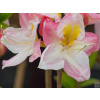 Rododendrony a azalky sadenica v kvetináči 0,5-1l, výška 0-70 cm Rododendrony a azalky sadenica v kvetináči 0,5-1l, výška 0-70 cm