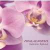 Phalaenopsis Phalaenopsis