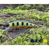 Wobler ILLEX Tricoroll 55 S - Muddy Yamame Wobler ILLEX Tricoroll 55 S - Muddy Yamame