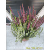 Vres obyčajný - Calluna vulgaris ''Duo'' P12 Vres obyčajný - Calluna vulgaris ''Duo'' P12