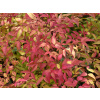 Nandina domáca Sienna Sunrise (kontajner C2) Nandina domáca Sienna Sunrise (kontajner C2)