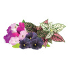 Smart Garden Mix kvetín 3-pack (Smart Garden Mix kvetín 3-pack) Smart Garden Mix kvetín 3-pack (Smart Garden Mix kvetín 3-pack)