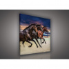 Obraz na plátne štvorec - OB2031 - Kone 40cm x 40cm - O5 Obraz na plátne štvorec - OB2031 - Kone 40cm x 40cm - O5