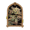 Exotic Seed - Amnesia #7 10 ks - semená neobsahujú THC Exotic Seed - Amnesia #7 10 ks - semená neobsahujú THC