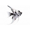 Aquascaperi Skalar Panda - Pterophyllum scalare / Panda Aquascaperi Skalar Panda - Pterophyllum scalare / Panda