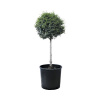 Vtáčí zob guľovitý 1/4 kmeň FloraSelf Ligustrum jonandrum kvetináč 10 l Vtáčí zob guľovitý 1/4 kmeň FloraSelf Ligustrum jonandrum kvetináč 10 l