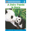 A Baby Panda Is Born - Kristin Ostby A Baby Panda Is Born - Kristin Ostby