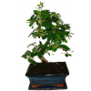 Izbová bonsaj Carmona microphylla - čaj fuki 370 Izbová bonsaj Carmona microphylla - čaj fuki 370