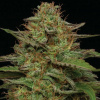 Humboldt Seed Company - Strawberry Cheesecake 5 ks - Semená neobsahujú THC Humboldt Seed Company - Strawberry Cheesecake 5 ks - Semená neobsahujú THC