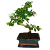 Izbová bonsaj Carmona microphylla - čaj fuki 375 Izbová bonsaj Carmona microphylla - čaj fuki 375