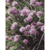 Pažítka (Allium schoenoprassum) Pažítka (Allium schoenoprassum)