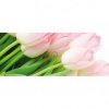 Panoramatická fototapeta - PA0194 - Tulipány 250cm x 104cm - Vliesová fototapeta Panoramatická fototapeta - PA0194 - Tulipány 250cm x 104cm - Vliesová fototapeta