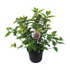 Hortenzia latnatá Hydrangea paniculata 'Wim's Red' výška 40-50 cm kvetináč 7,5 l Hortenzia latnatá Hydrangea paniculata 'Wim's Red' výška 40-50 cm kvetináč 7,5 l