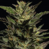 Humboldt Seed Company - Pistachio 5 ks - Semená neobsahujú THC Humboldt Seed Company - Pistachio 5 ks - Semená neobsahujú THC