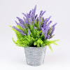 Levanduľa v črepníku fialová 23cm Levanduľa v črepníku fialová 23cm