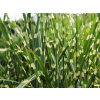 Ozdobnica čínska Strictus- Miscanthus sinensis Strictus (kontajner VKR2) Ozdobnica čínska Strictus- Miscanthus sinensis Strictus (kontajner VKR2)