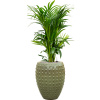 Private Label Kentia (Howea) forsteriana in Laos R27cm V147cm Private Label Kentia (Howea) forsteriana in Laos R27cm V147cm