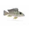 Aquascaperi Perleťovka čertovská - Geophagus / jurupari Aquascaperi Perleťovka čertovská - Geophagus / jurupari