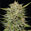 Humboldt Seed Company - OG Kush 10 ks - Semená neobsahujú THC Humboldt Seed Company - OG Kush 10 ks - Semená neobsahujú THC