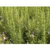 Rozmarín mrazuvzdorný (Rosmarinus officinalis Rozmarín mrazuvzdorný (Rosmarinus officinalis