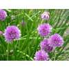 Pažítka (Allium schoenoprasum) Pažítka (Allium schoenoprasum)