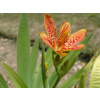 Angínovník čínsky (Belamcanda chinensis) Angínovník čínsky (Belamcanda chinensis)