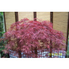Hanaka Maple Red Japonec očkovaný (Hanaka Maple Red Japonec očkovaný) Hanaka Maple Red Japonec očkovaný (Hanaka Maple Red Japonec očkovaný)