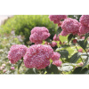 Hortenzia veľkolistá FloraSelf Hydrangea arborescens 'Pink Annabelle' výška 15-30 cm kvetináč 3 l ružová Hortenzia veľkolistá FloraSelf Hydrangea arborescens 'Pink Annabelle' výška 15-30 cm kvetináč 3 l ružová