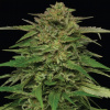 Humboldt Seed Company - Mango Sherbert 3 ks - semená neobsahujú THC Humboldt Seed Company - Mango Sherbert 3 ks - semená neobsahujú THC