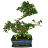 Izbová bonsai - Sagerethia thea 394 Izbová bonsai - Sagerethia thea 394