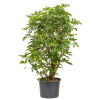 Schefflera arboricola compacta 35/28 výška 180 cm Schefflera arboricola compacta 35/28 výška 180 cm