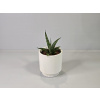 Sansevieria hyacinthoides Sansevieria hyacinthoides