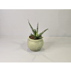 Sansevieria stuckyi Sansevieria stuckyi