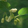 Moruša biela 2l 40cm Morus alba Moruša biela 2l 40cm Morus alba